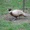 Ring-necked Pheasant in my Seattle backyard
