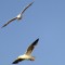 Gulls in California