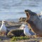 Seagulls with Elephant Seal Mom and Pup