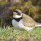 Semipalmated Plover foraging
