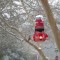 Rufous Hummingbird in the snow