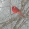 Snow Storm Cardinal
