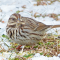 Song Sparrows in the snow