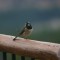 Speckles the Junco