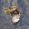 Hawk in Flight on the Columbia River