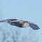 Young Snowy Owl in Flight
