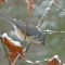 Tufted Titmouse during a light snow