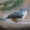 Tufted Titmouse waiting for turn at feeder