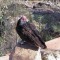 Turkey Vulture at our pond