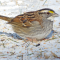 White-throated Sparrows arrive with the snow