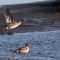 Northern Pintails take off