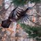 Wild turkey in central Wisconsin 1-13-14