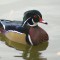 Male Wood Duck on the Pond