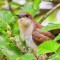 Black-Billed Cuckoo with worm