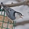 White-breasted Nuthatch gobbling suet