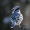 Breath of Blue Jay in the cold