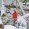 Cardinal Sentry in a Snowstorm