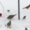 The Winter Flock