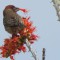 House Finch eating ocotillo blossoms in Catalina State Park