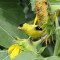 Goldfinch in a NY garden