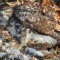 Red-tailed Hawk kills Cooper’s Hawk