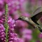 Purple Passion For The Hummingbird