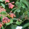 Ruby-throated Hummingbird loves Honeysuckle