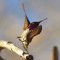 Hummingbird in reverse gear