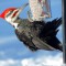 Pileated Woodpecker