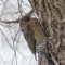 Northern Flicker staying out of wind in a blizzard