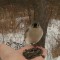 Tidbits for a Tufted Titmouse