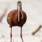 White-faced Ibis munches on earthworm