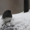 Dark-eyed junco, snowy afternoon.