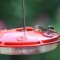Featherless Hummingbird