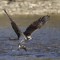 Osprey with trout
