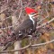 Woodpecker with pileation upon his pileum.
