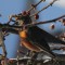 Winter Robin in a Pear Tree