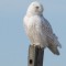 Snowy Owl of West Dennis Beach
