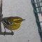 Townsend’s warbler