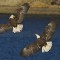 Two bald eagles fighting over a fish