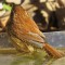 A Carolina wren takes a quick dip on a cold January day.
