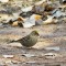 Golden Crowned Sparrow in Arizona