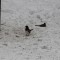 Eastern towhee