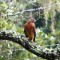 Red Shoulder hawk