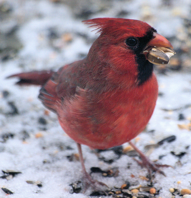 stuffed cardinal