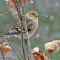 Snowy Goldfinches
