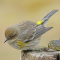 Yellow-rumped Warbler in winter