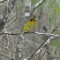Poppin yellow faced Hooded Warbler
