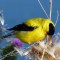American Goldfinch and Friend
