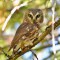 The “eyes” have it!  Saw-whet Owl